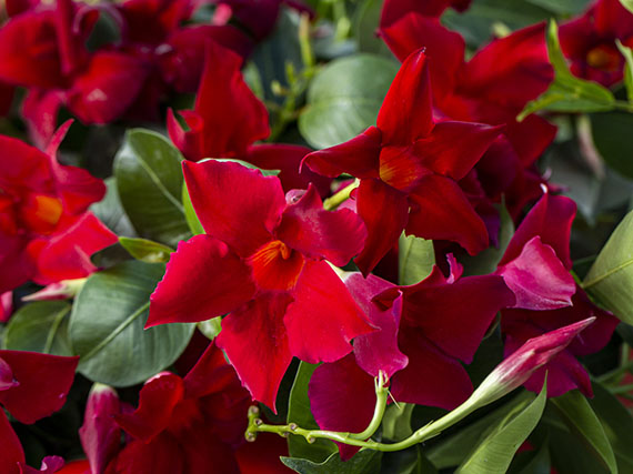 ¿Quieres color? ¡Dipladenias!